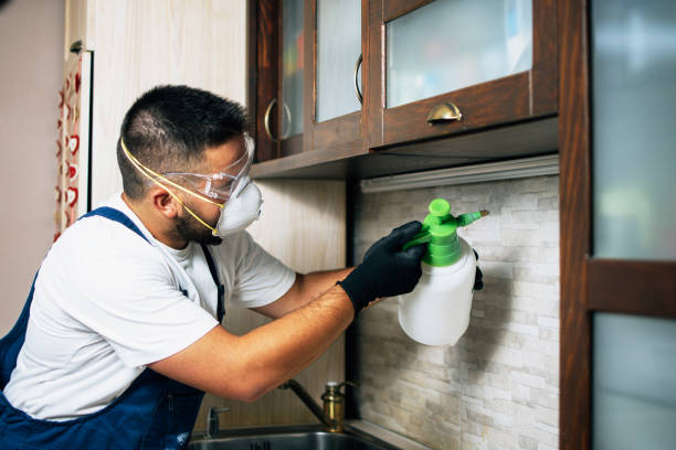 Wasp Removal Services in Rotan, TX