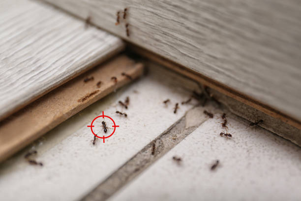 Best Wasp Removal Services  in Rotan, TX