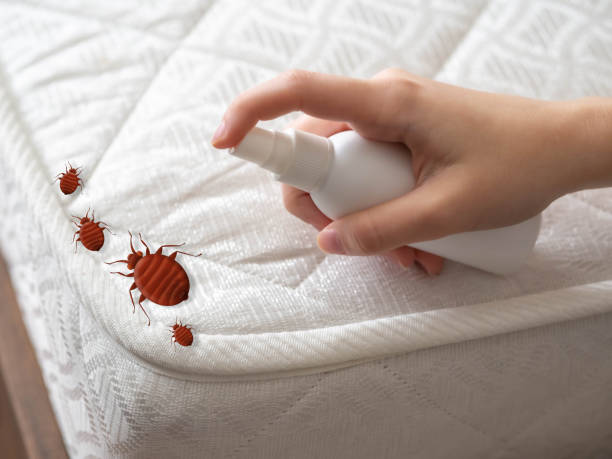 Trusted Rotan, TX Pest Control Experts