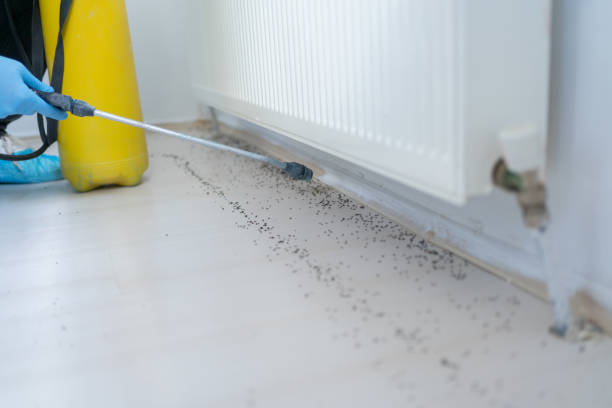 Best Mosquito Control Services  in Rotan, TX